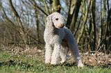 BEDLINGTON TERRIER 223